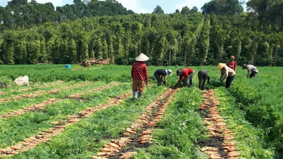Vincular y apoyar a los agricultores de Dak Nong para que se sientan seguros en la producción