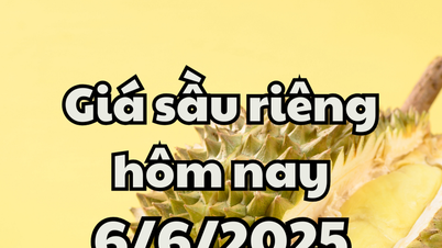Giá sầu riêng hôm nay 6/6/2025: Ra mắt hệ thống giám sát sầu riêng mới