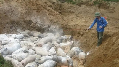 Chính phủ hỗ trợ cơ sở sản xuất có động vật buộc phải tiêu hủy do dịch bệnh