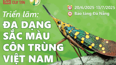 Triển lãm Đa dạng côn trùng Việt Nam do ĐH Duy Tân, Trường ĐH Đà Lạt đồng tổ chức