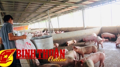 Triển khai có hiệu quả các giải pháp phòng, chống dịch bệnh gia súc, gia cầm