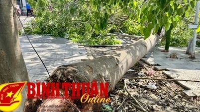 Cây xanh ven đường ngã đè làm một người bị thương
