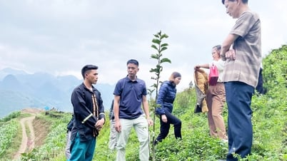Mèo Vạc chuyển đổi hơn 175 ha đất trồng ngô kém hiệu quả sang trồng cây có giá trị kinh tế cao