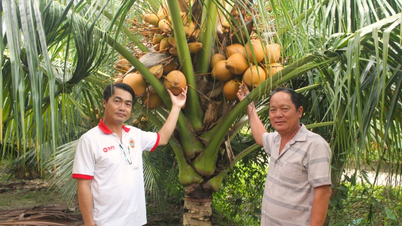 Nông dân Tường Đa thu nhập khá cao nhờ canh tác dừa xiêm đỏ