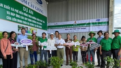 Đắk Nông cấp gần 200.000 cây giống để phát triển cà phê bền vững