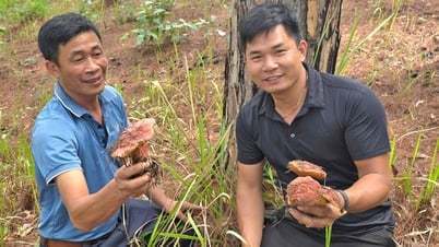 Dược liệu không chỉ làm nguyên liệu để bào chế thuốc