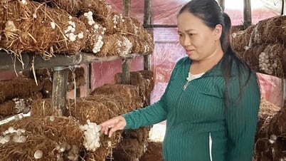 짚버섯 재배협회의 효율성