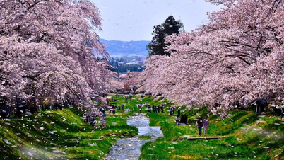 Top 5 địa điểm ngắm hoa anh đào ở Fukushima: Sắc màu tươi mới của vùng Đông Bắc