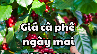 ข่าวสาร คาดการณ์ราคากาแฟพรุ่งนี้ 7 มิ.ย. 68 ปรับเพิ่มขึ้นต่อเนื่องทั้งในและต่างประเทศ
