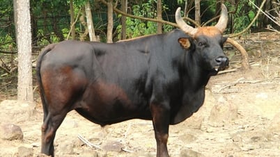 12 năm nghiên cứu, đàn bò tót lai ở Ninh Thuận đi vào... bế tắc