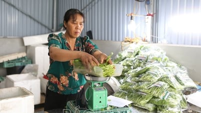 Production de haute technologie à la coopérative Thanh Ha