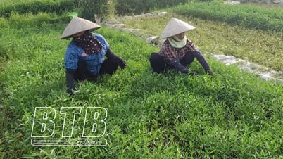 Rau muống làng Bái: Hướng tới sản phẩm OCOP