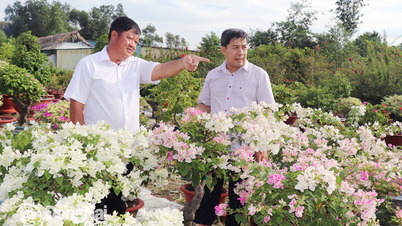 Pionier im Anbau und Handel von Zierblumen in Phu Hoi