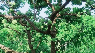 Mãng cầu Tây Ninh: Đặc sản trứ danh của miền đất phương Nam