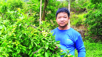 Xóa đói, giảm nghèo từ cây mận cơm