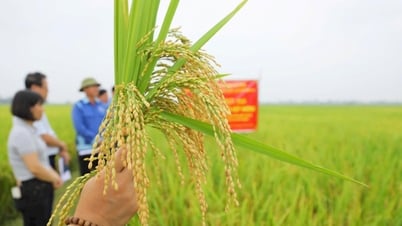 Lúa nếp Hương cho lãi cao