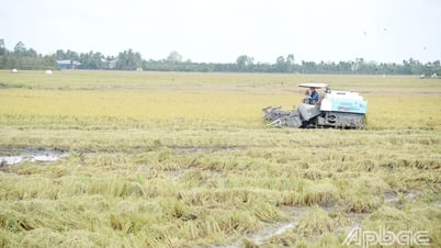 Tien Giang: Westliche Bauern pflanzen dringend Sommer-Herbst-Reis an