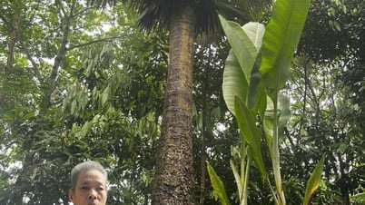 Chuyện về cây thốt nốt ở Hợp Minh