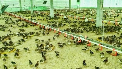 Nuôi gà theo hướng tập trung: nhẹ công, lời khá