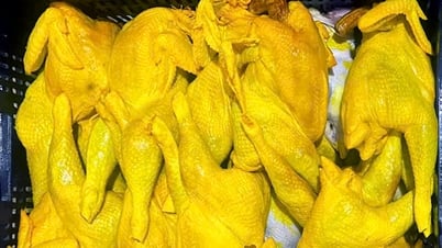 Dong Nai : Lors d'une inspection d'une usine de poulet salé, 1,2 tonne de poulet d'origine inconnue ont été découvertes