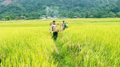 Lục Yên năng suất lúa xuân ước đạt 57,7 tạ/ha