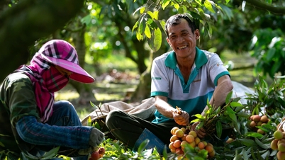 Warm pink color on Thanh Ha early litchi fields