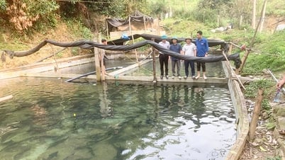 Lâm Giang thắp hy vọng từ mô hình cá tầm