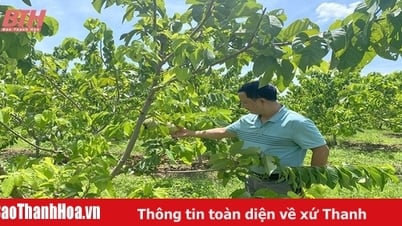 Ngọc Lặc: Đánh thức tiềm năng đất đai phát triển nông nghiệp quy mô lớn