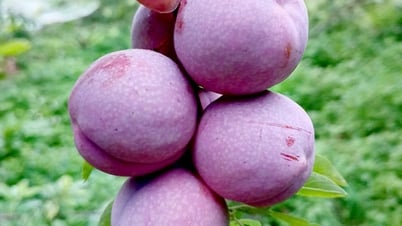 Mùa mận Tam hoa ở Xín Mần