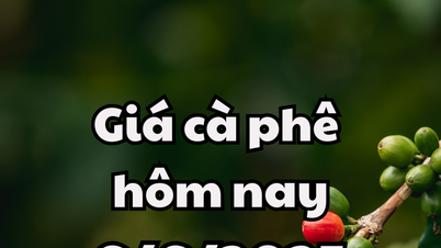 Giá cà phê hôm nay 6/6/2025 hồi phục về ngưỡng 113.000-114.000 đồng/kg