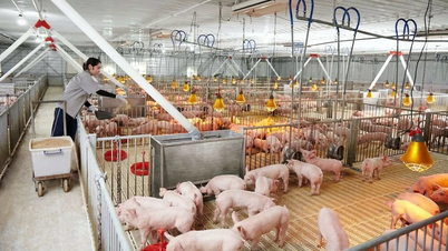 Market of the week: Fuel prices increase slightly, pork prices decrease