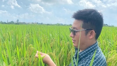 Giống lúa TĐ25 kháng đạo ôn, phù hợp sản xuất thương phẩm tập trung