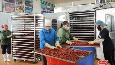 Procesamiento de ciruelas pasas, reduciendo la presión sobre el consumo de fruta fresca