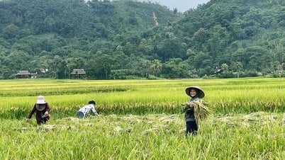 Nông dân Minh Xuân bội thu vụ lúa xuân