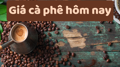 Giá cà phê hôm nay 6/6/2025: Tăng khiêm tốn chỉ 100 đồng/kg