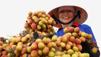 Tập đoàn bán lẻ hàng đầu Nhật Bản chuộng nhập khẩu vải thiều Hải Dương
