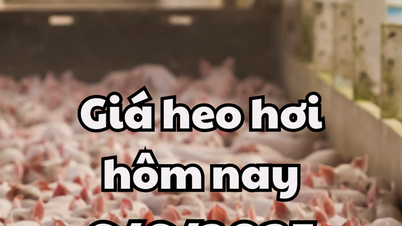 Giá heo hơi hôm nay 6/6/2025: Giữ vững đỉnh 75.000 đồng/kg, 3 miền ổn định