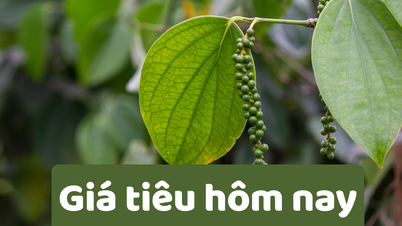 Giá tiêu hôm nay 6/6/2025: Giá tiêu giảm mạnh tới 2000 đồng