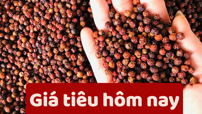 Giá tiêu hôm nay 7/6/2025: Tăng nhẹ rải rác