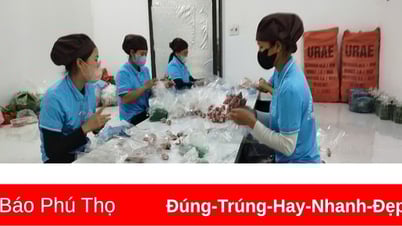 Giá cả thị trường ngày 7/6/2025