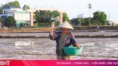 Bỏ thói quen sử dụng giống lúa liền vụ trong gieo cấy hè thu