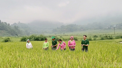 Đánh giá mô hình lúa Séng cù hữu cơ tại xã Mường Vi