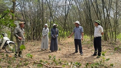 Hướng dẫn phòng trừ châu chấu hại cây luồng