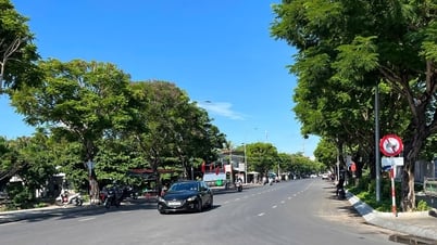 Nét phố nơi những hàng cây