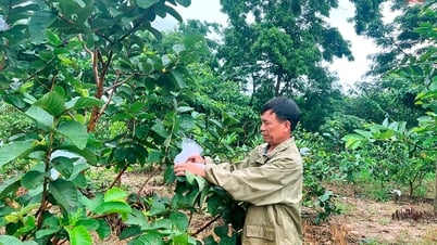 Đôn Nhân phát triển vùng trồng cây ăn quả đạt chứng nhận sản phẩm OCOP