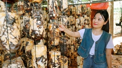 Pilzzucht in Krong Ana