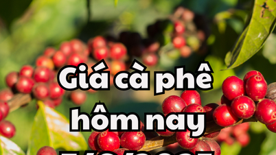 Giá cà phê hôm nay 7/6/2025 tiếp đà tăng mạnh cả trong lẫn ngoài nước