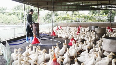 Chính sách hỗ trợ khắc phục dịch bệnh động vật