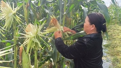 Ngô nếp lai HN92 cho lãi hơn 84 triệu đồng/ha