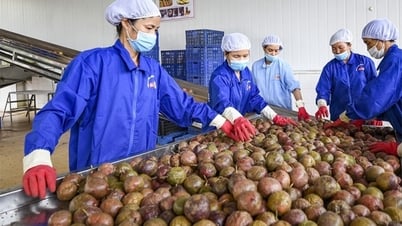 Hiệp định Thương mại tự do Việt Nam - EU (EVFTA): Sức bật mới cho thương mại